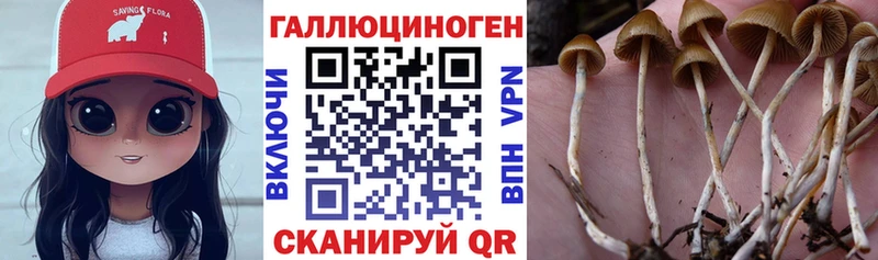 как найти   KRAKEN ссылка  Псилоцибиновые грибы Psilocybe  Нерчинск 